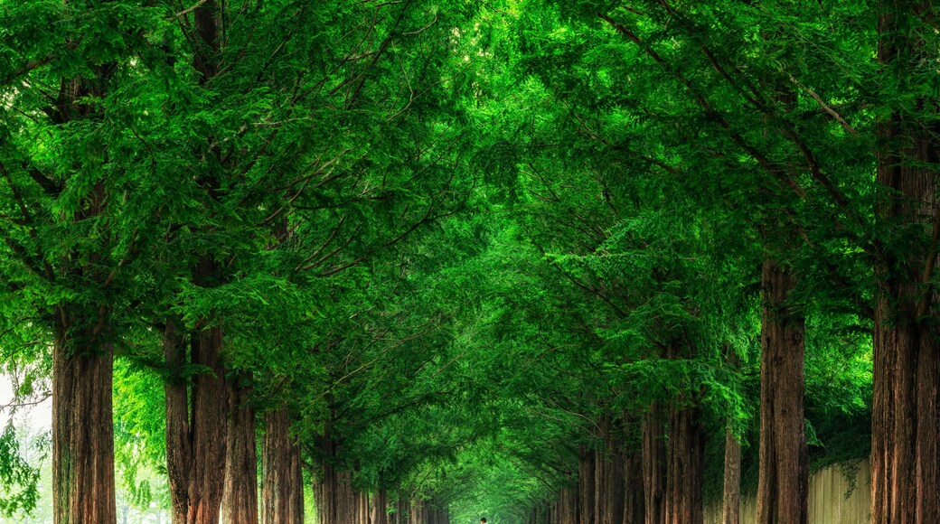 Damyang Metasequoia Road in South Korea. Taken in summer.