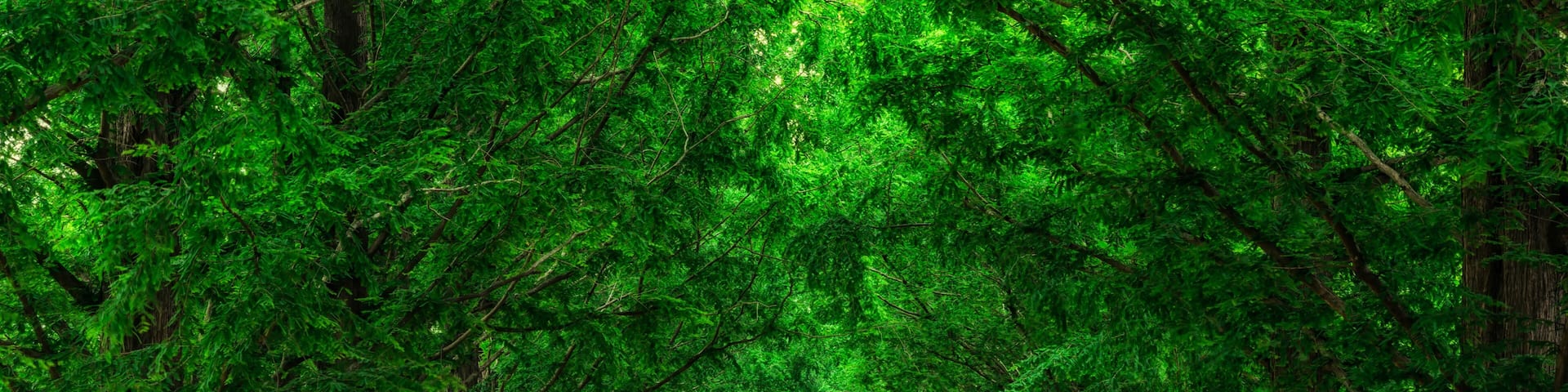 Damyang Metasequoia Road in South Korea. Taken in summer.
