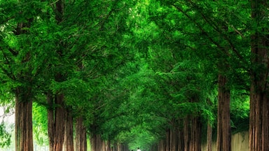 Damyang Metasequoia Road in South Korea. Taken in summer.