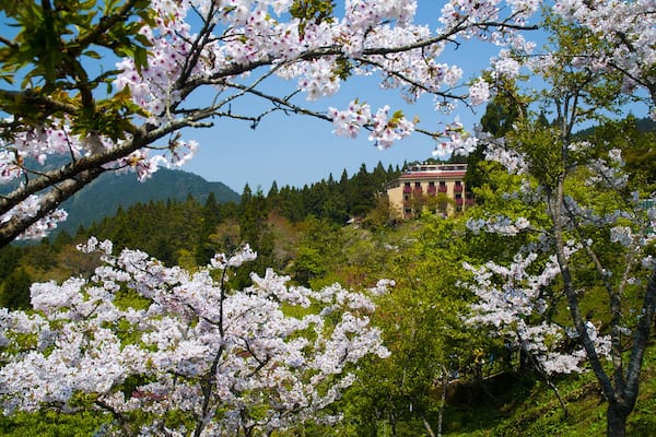 Kirschblüten, ein Gebäude und eine gebirgige Landschaft.