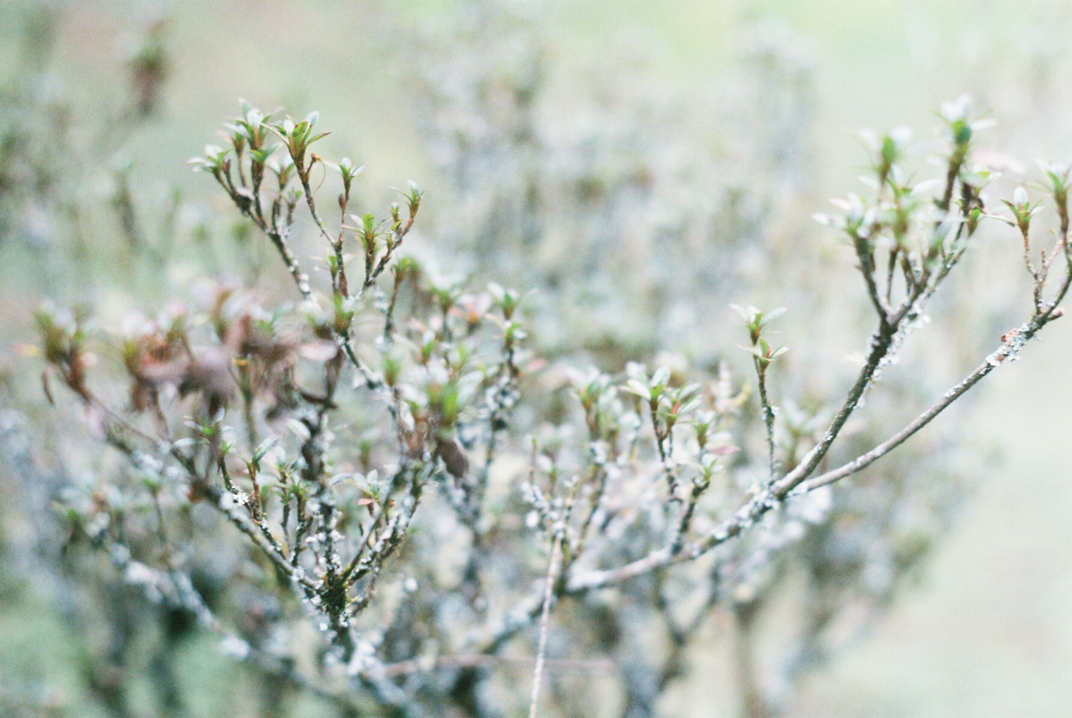 Close up crystal morning dew in Alishan, Taiwan #LifeAtExpedia