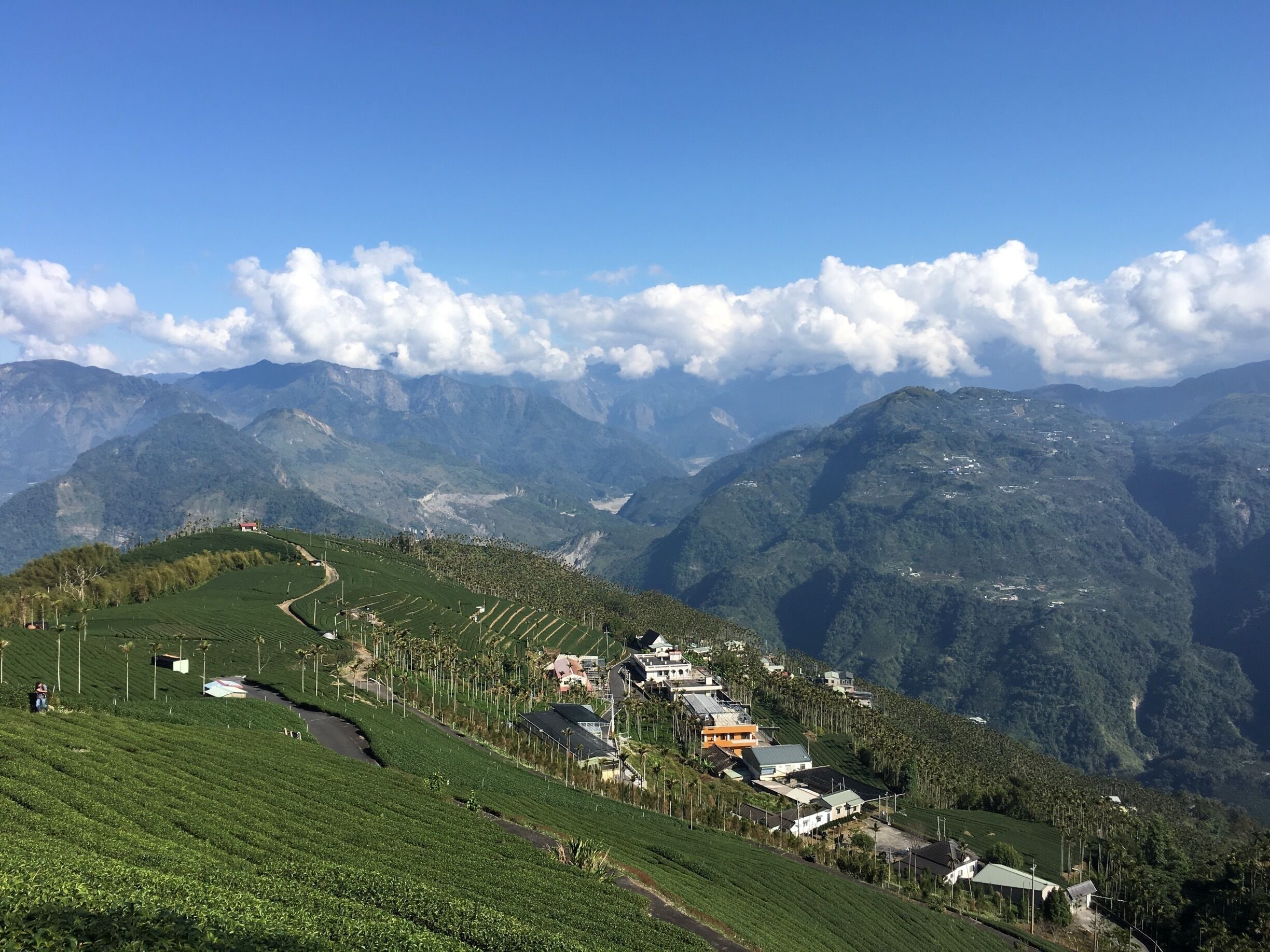 Sunny day in Bihu Tea plantation. Good view and good mountain tea.