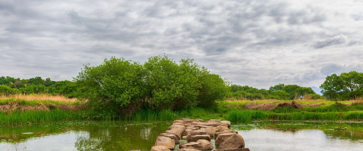 the spring scenery of the swamp