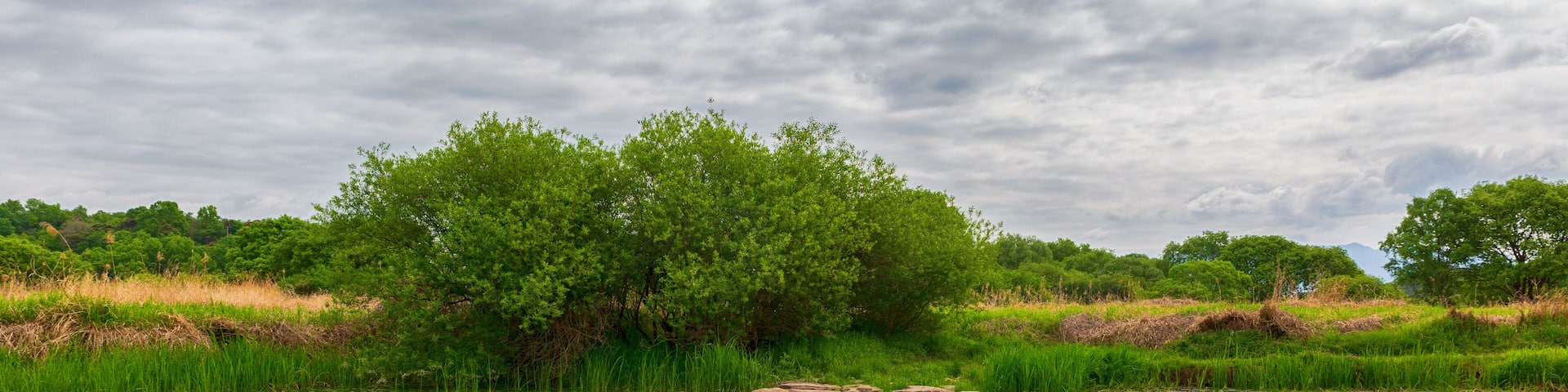 the spring scenery of the swamp