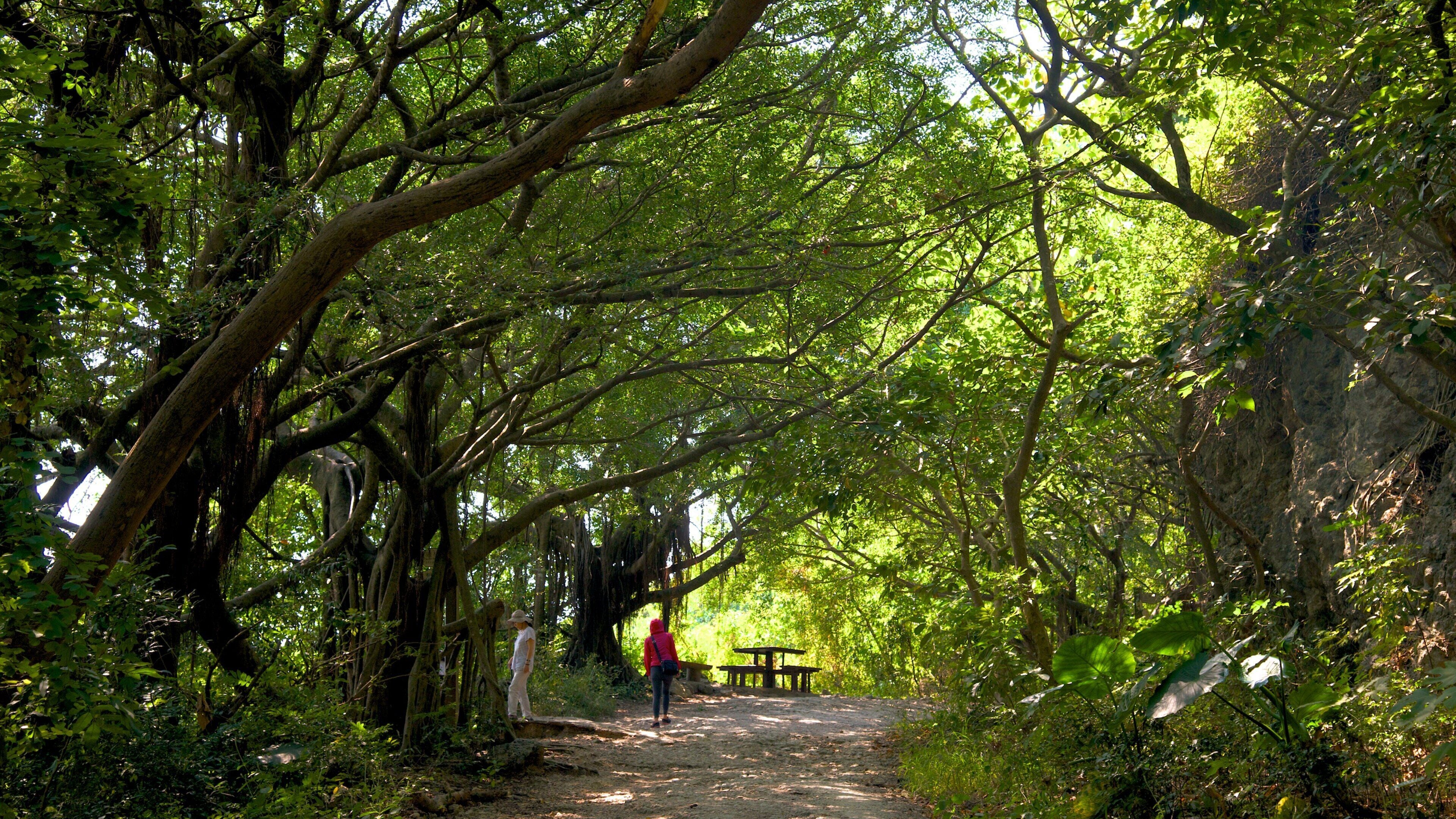 柴山自然公園 呈现出 花園