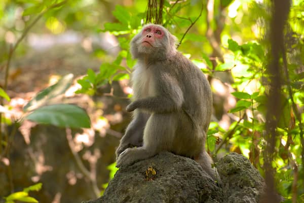A monkey sitting on a rock surrounded by greenery.