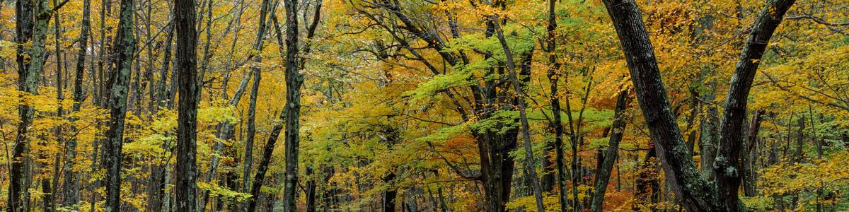 A winding road through a forest with autumn-colored trees.