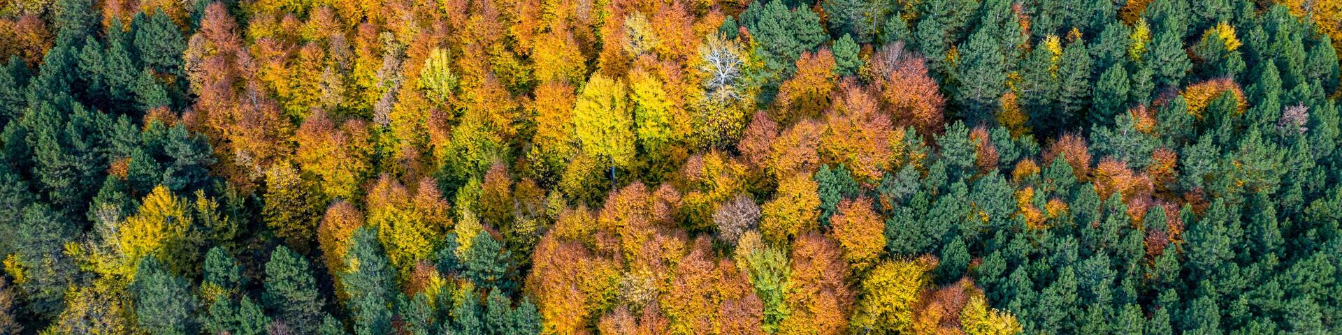 Beautiful autumnal landscape in the forest from hendek in Turkey