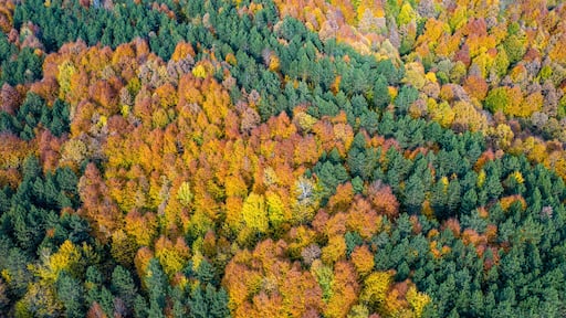 Beautiful autumnal landscape in the forest from hendek in Turkey
