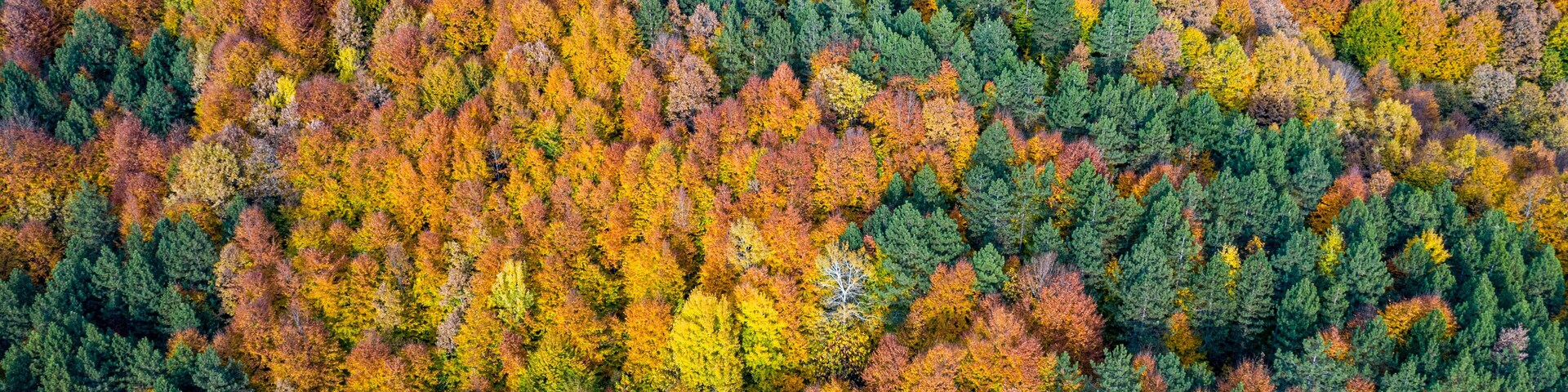 Beautiful autumnal landscape in the forest from hendek in Turkey