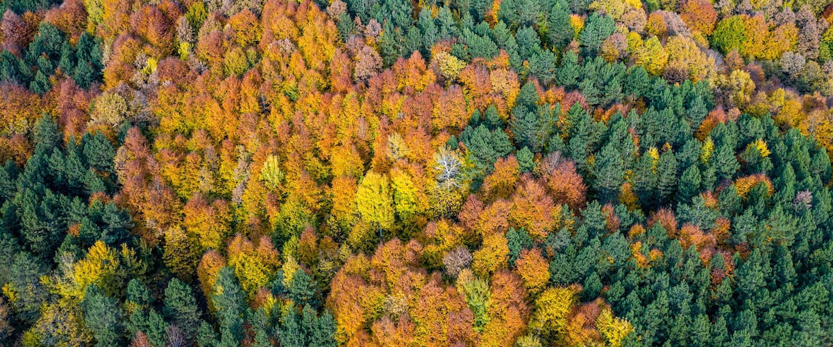 An aerial view of a dense forest with a mix of green and autumn-colored trees.