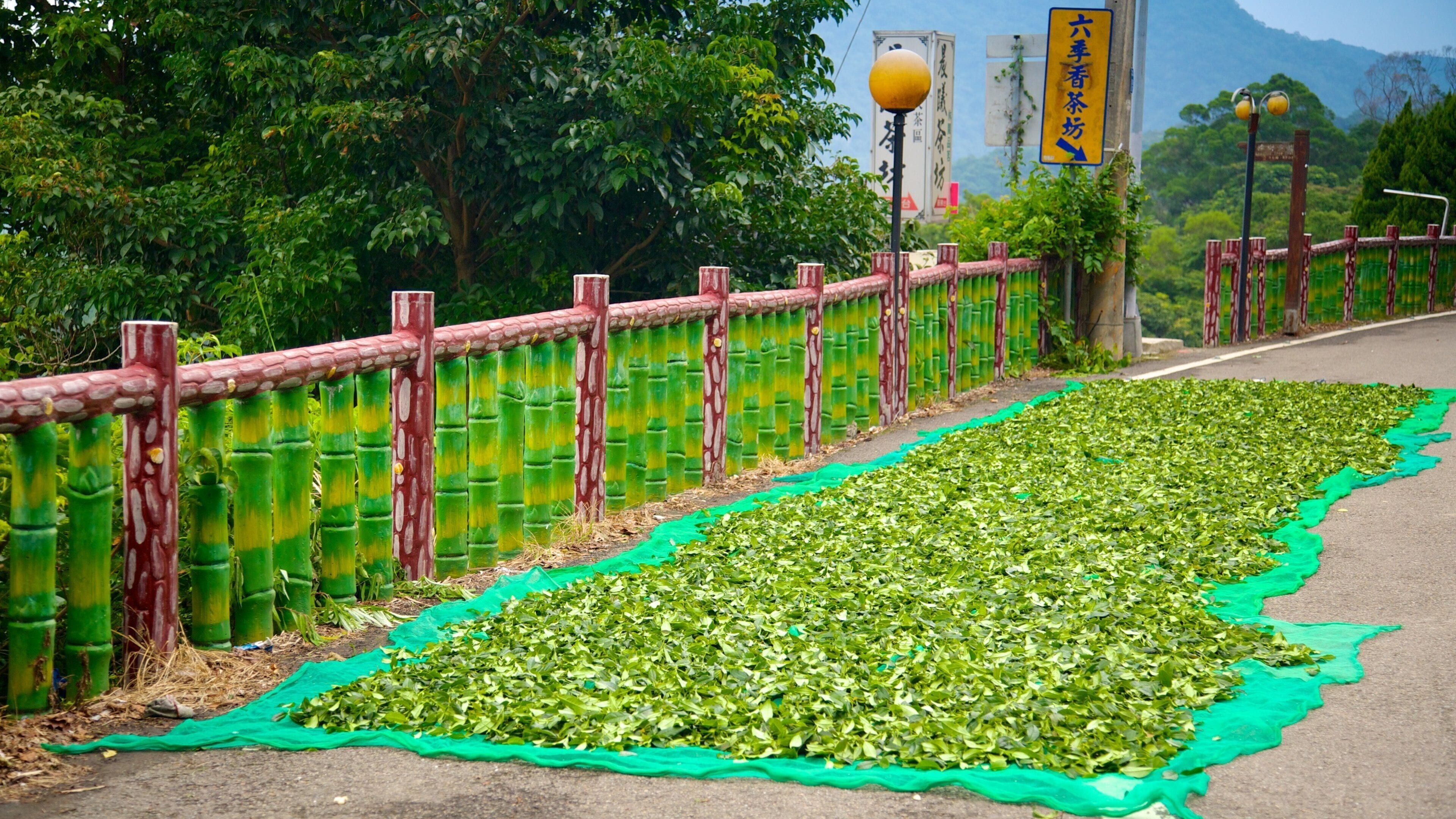 Taipei showing a park