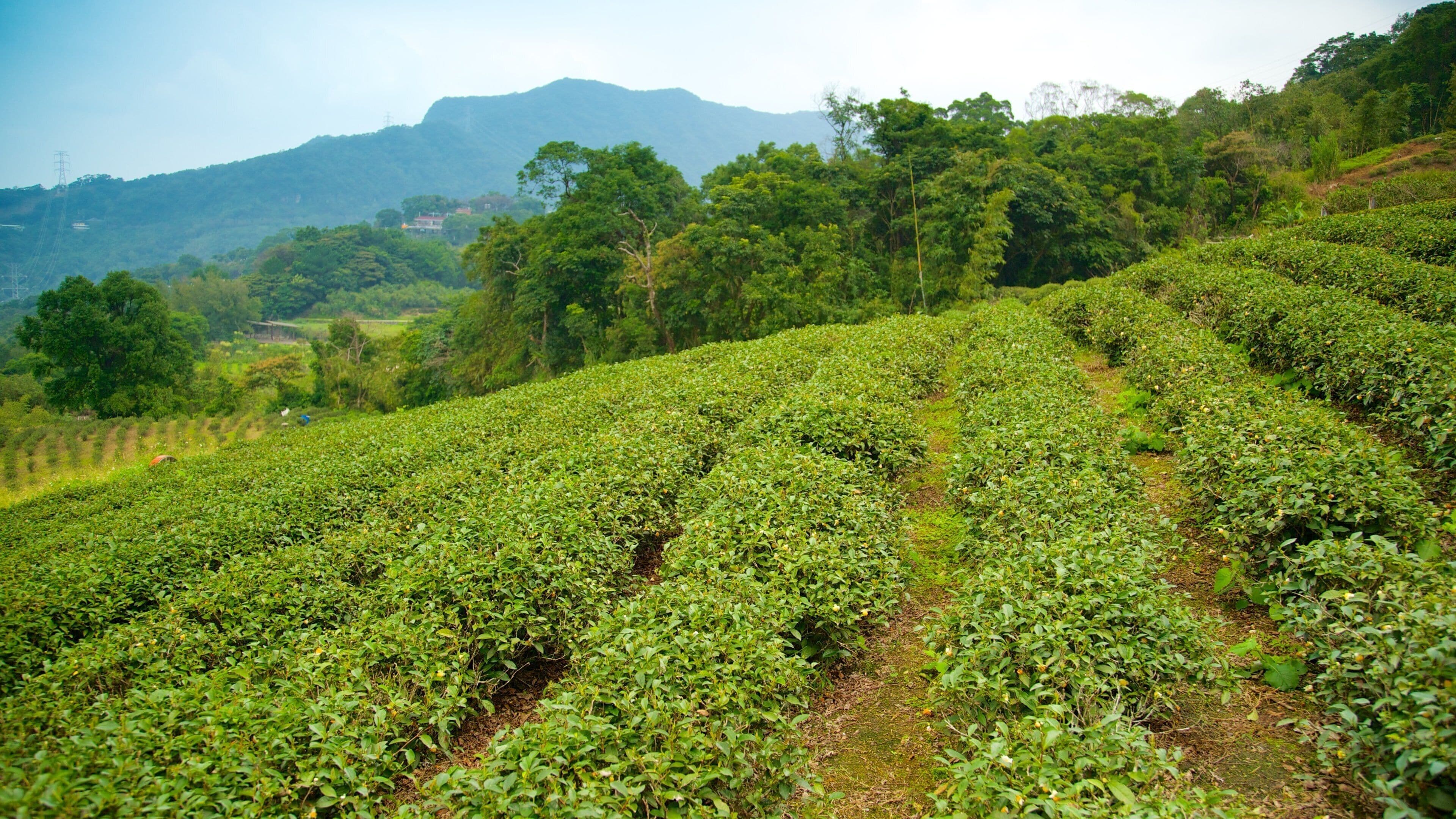 Maokong which includes landscape views, farmland and mountains