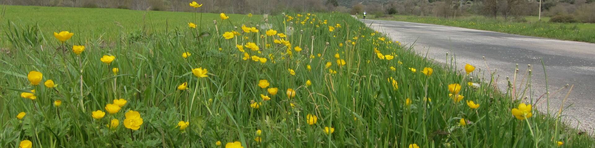 Buttercups and Mountains