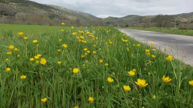 Buttercups and Mountains