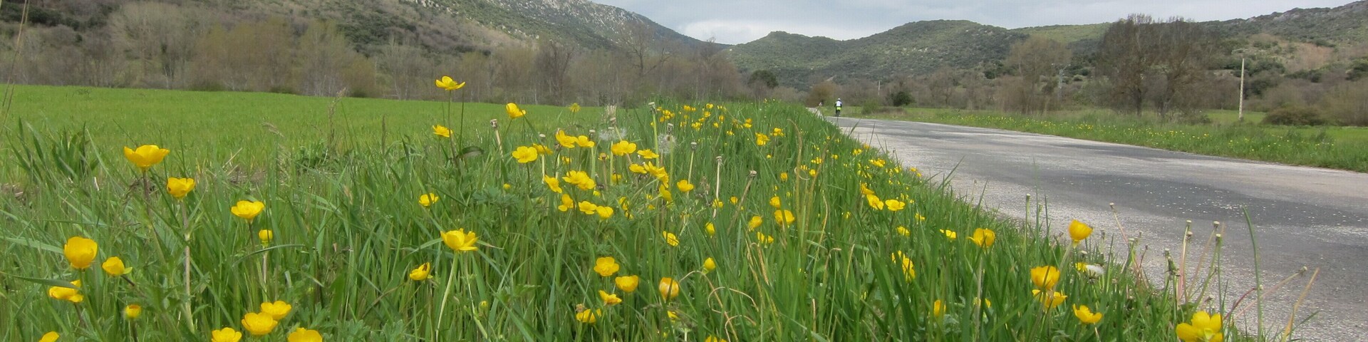 Buttercups and Mountains