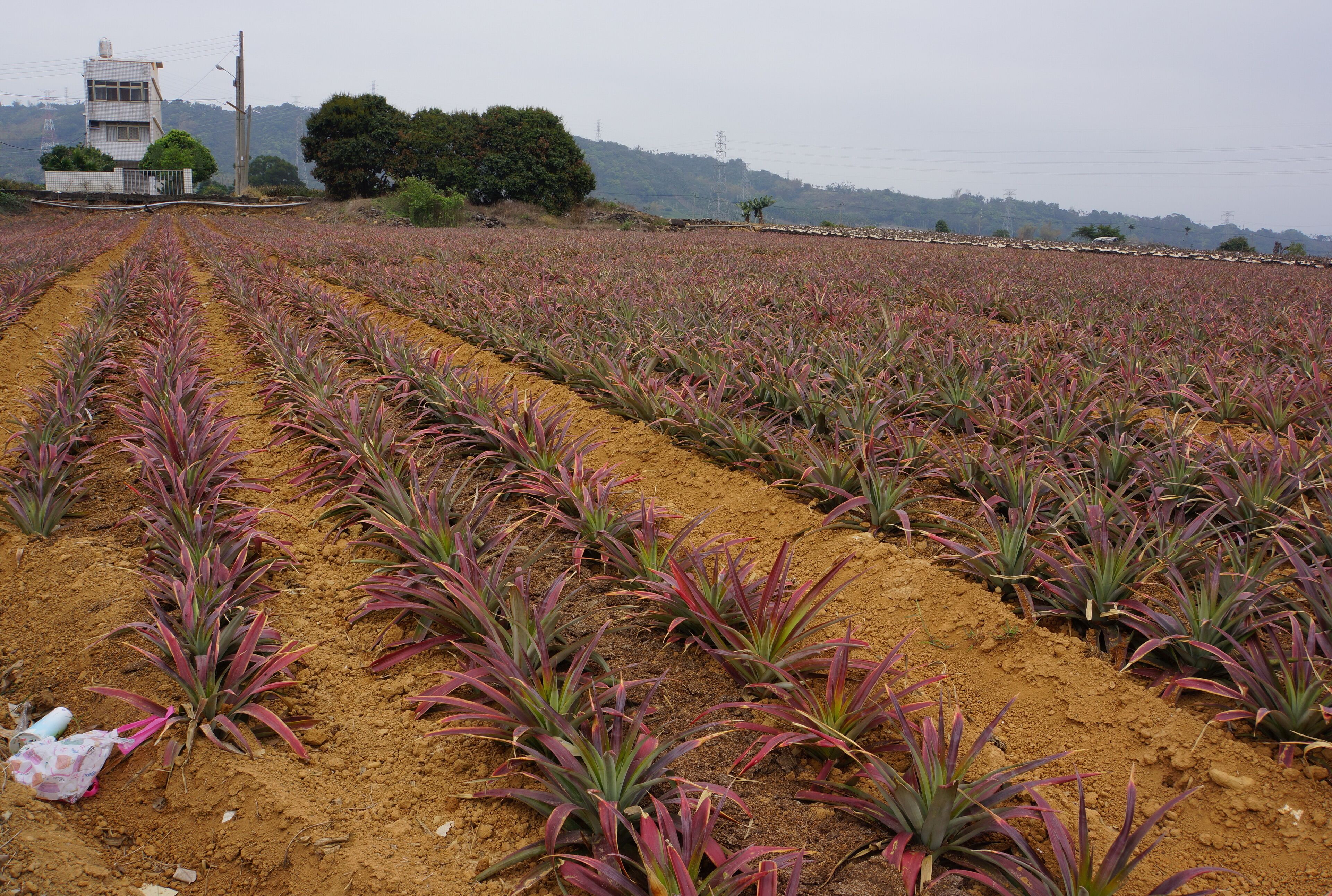 八卦山麓鳳梨田 Pineapple Plantation on Bagua Mountain