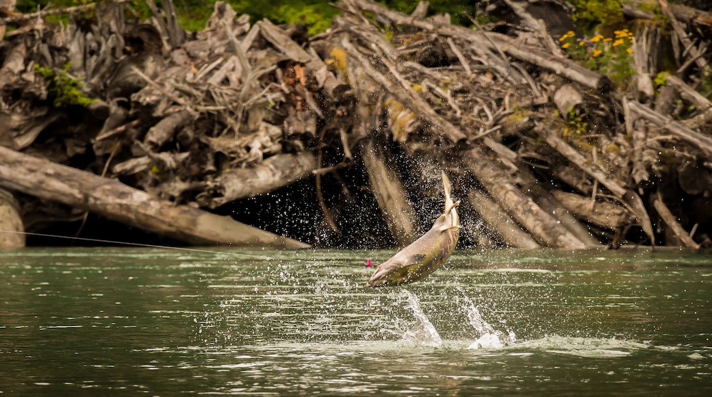 A Chum Salmon (Oncorhynchus keta) that has been hooked by an angler, leaping out of the water in its bid for freedom on the Kitimat River, British Columbia, Canada.