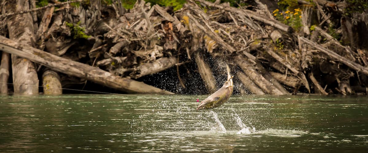 A Chum Salmon (Oncorhynchus keta) that has been hooked by an angler, leaping out of the water in its bid for freedom on the Kitimat River, British Columbia, Canada.