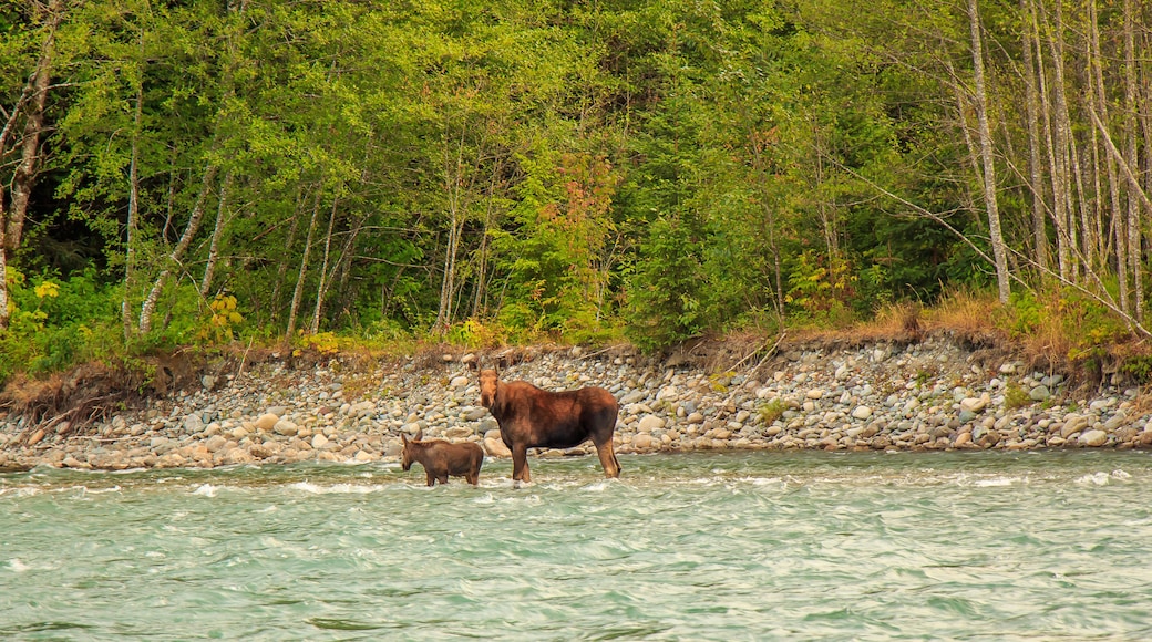 Mother Moose and her calf trying to cross a fast flowing glacial blue river in British Columbia, Canada.