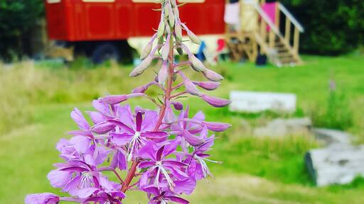 Beautiful Vintage Holidays in reclaimed showman's wagons in the Cornish countryside. THE DUKE has own private meadow,cosy wood burner, fitted kitchen,private bathroom with lovely hot shower and a wood fueled hot tub.Wine & cake on arrival.Pet friendly. Just ♡♡♡♡