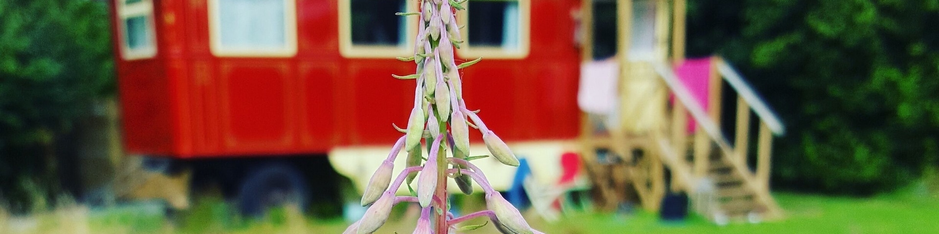 Beautiful Vintage Holidays in reclaimed showman's wagons in the Cornish countryside. THE DUKE has own private meadow,cosy wood burner, fitted kitchen,private bathroom with lovely hot shower and a wood fueled hot tub.Wine & cake on arrival.Pet friendly. Just âĄâĄâĄâĄ