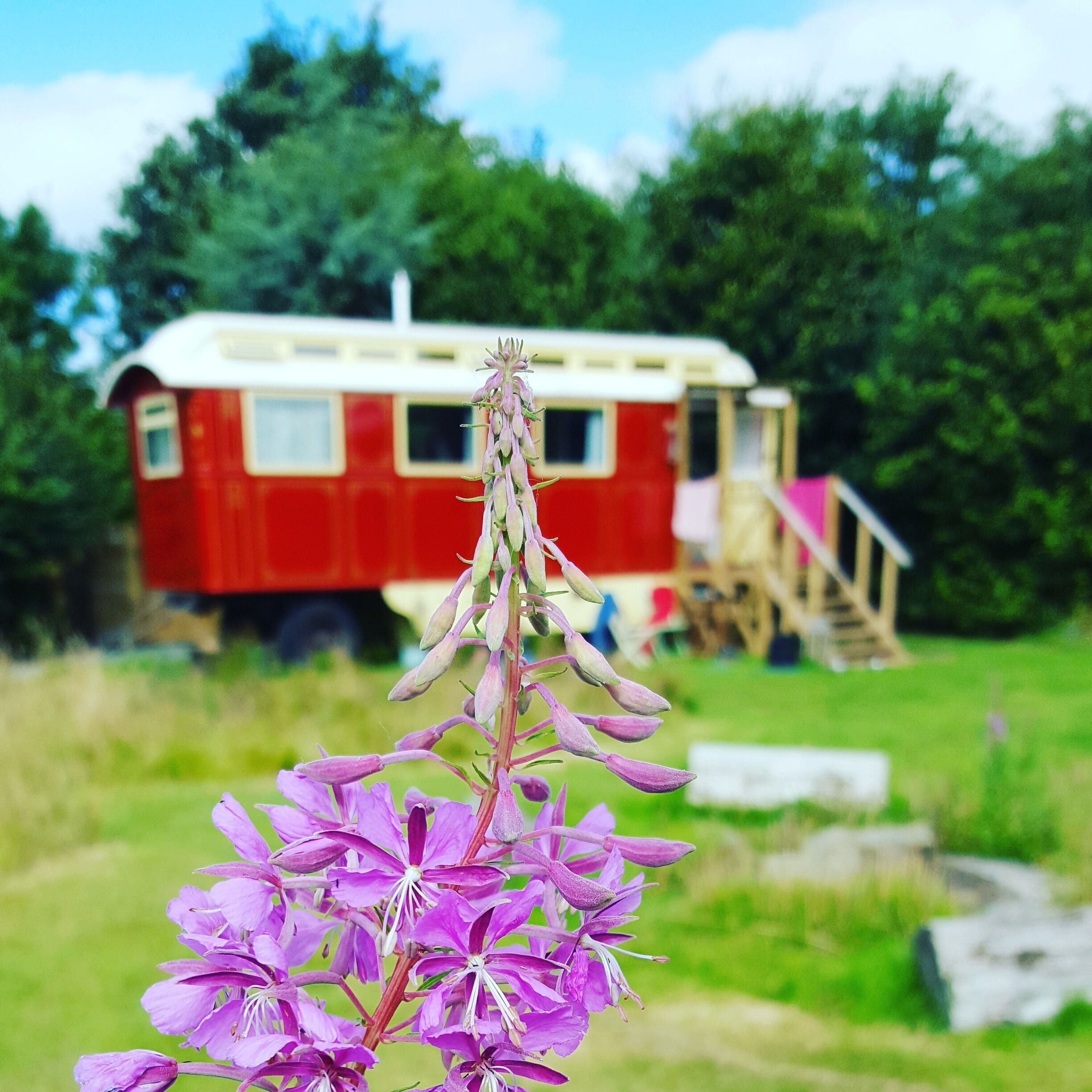 A purple flower in the foreground with a red bus in the background.
