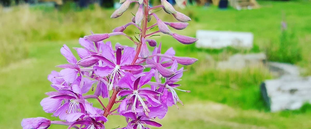A purple flower in the foreground with a red bus in the background.