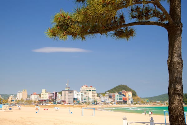 A beach with a city skyline in the background, a clear sky, and a prominent tree in the foreground.