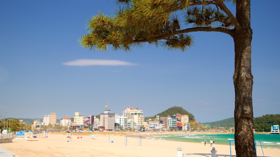 A beach with a city skyline in the background, a clear sky, and a prominent tree in the foreground.