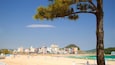A beach with a city skyline in the background, a clear sky, and a prominent tree in the foreground.