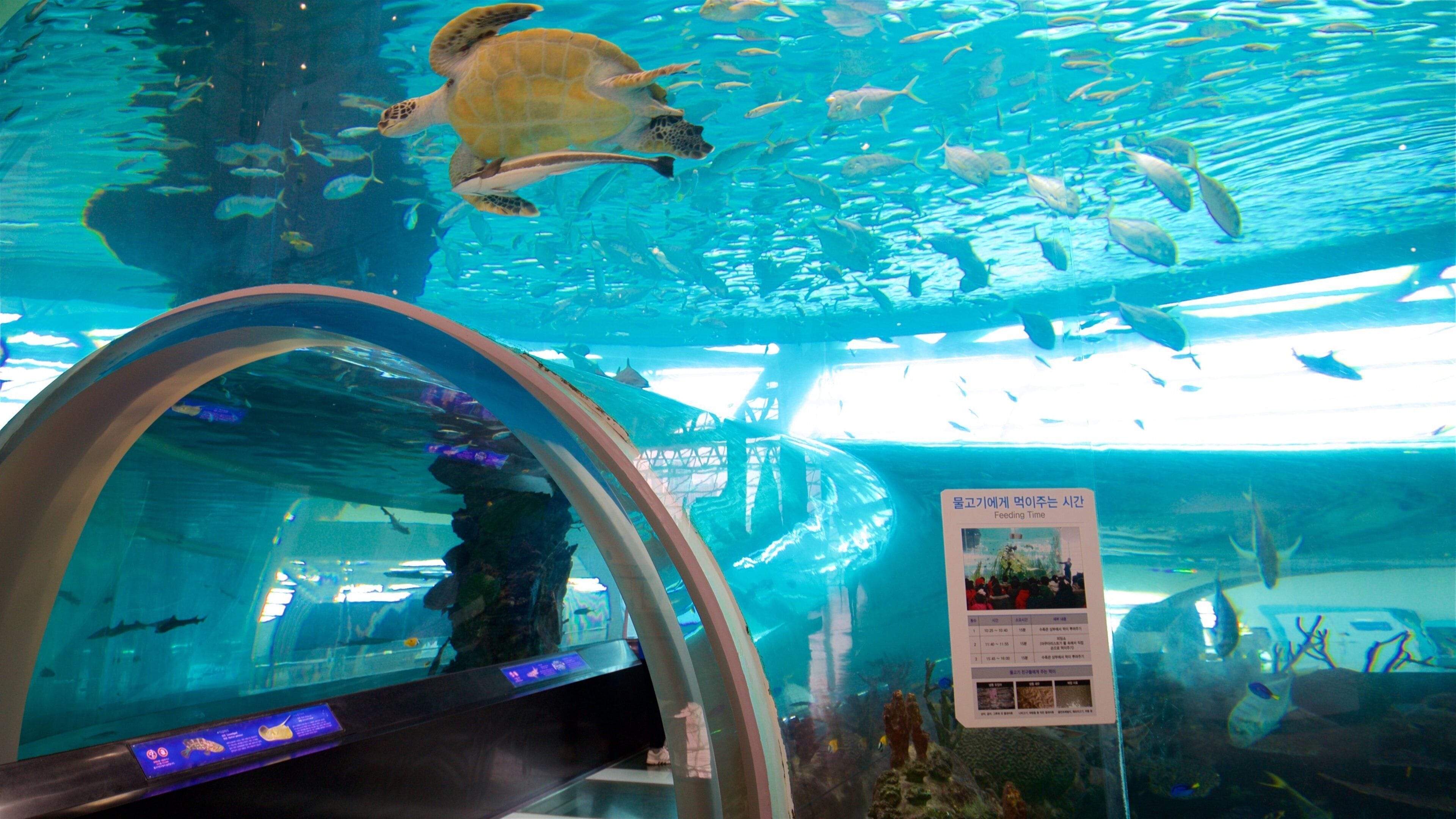 국립 해양 박물관 을 보여주는 실내 전경 과 해양 생물