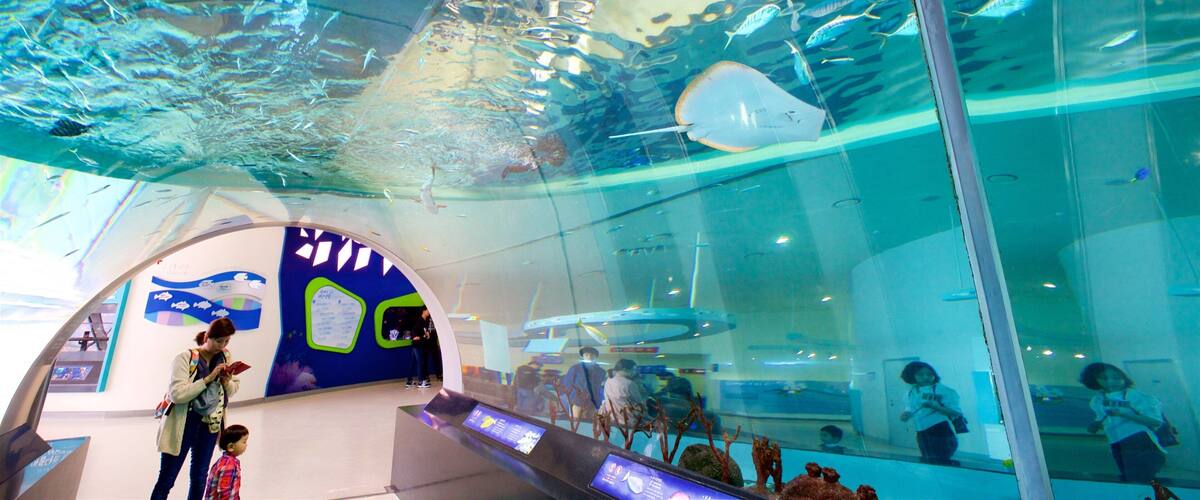 National Maritime Museum showing marine life and interior views as well as a family