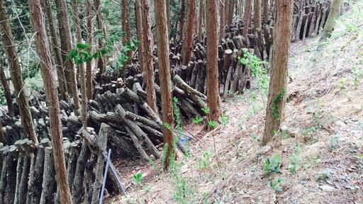 유치면 표고 버섯장
편백나무 아래