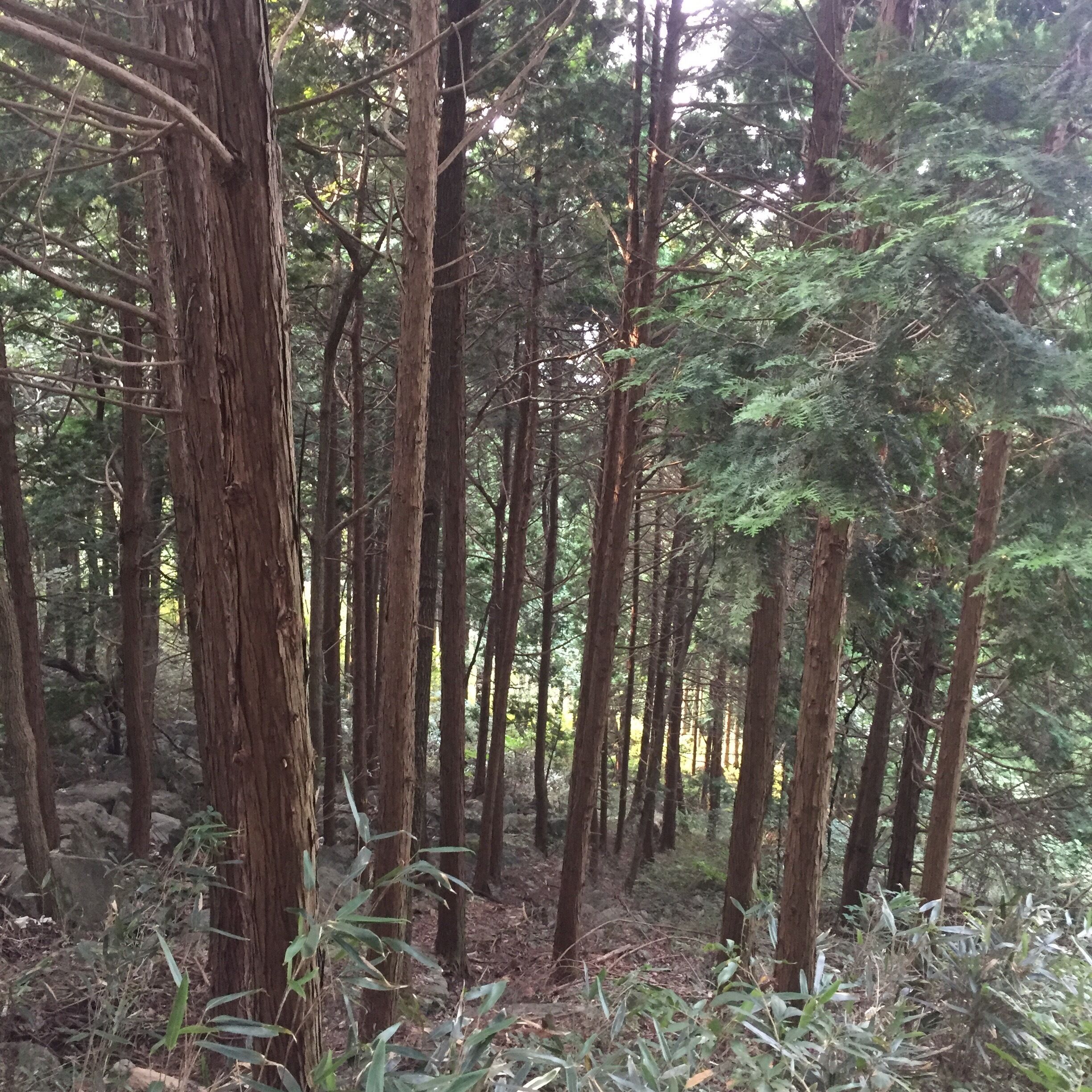 good walk road in Woodland of “Jang heung at Jeon nam.