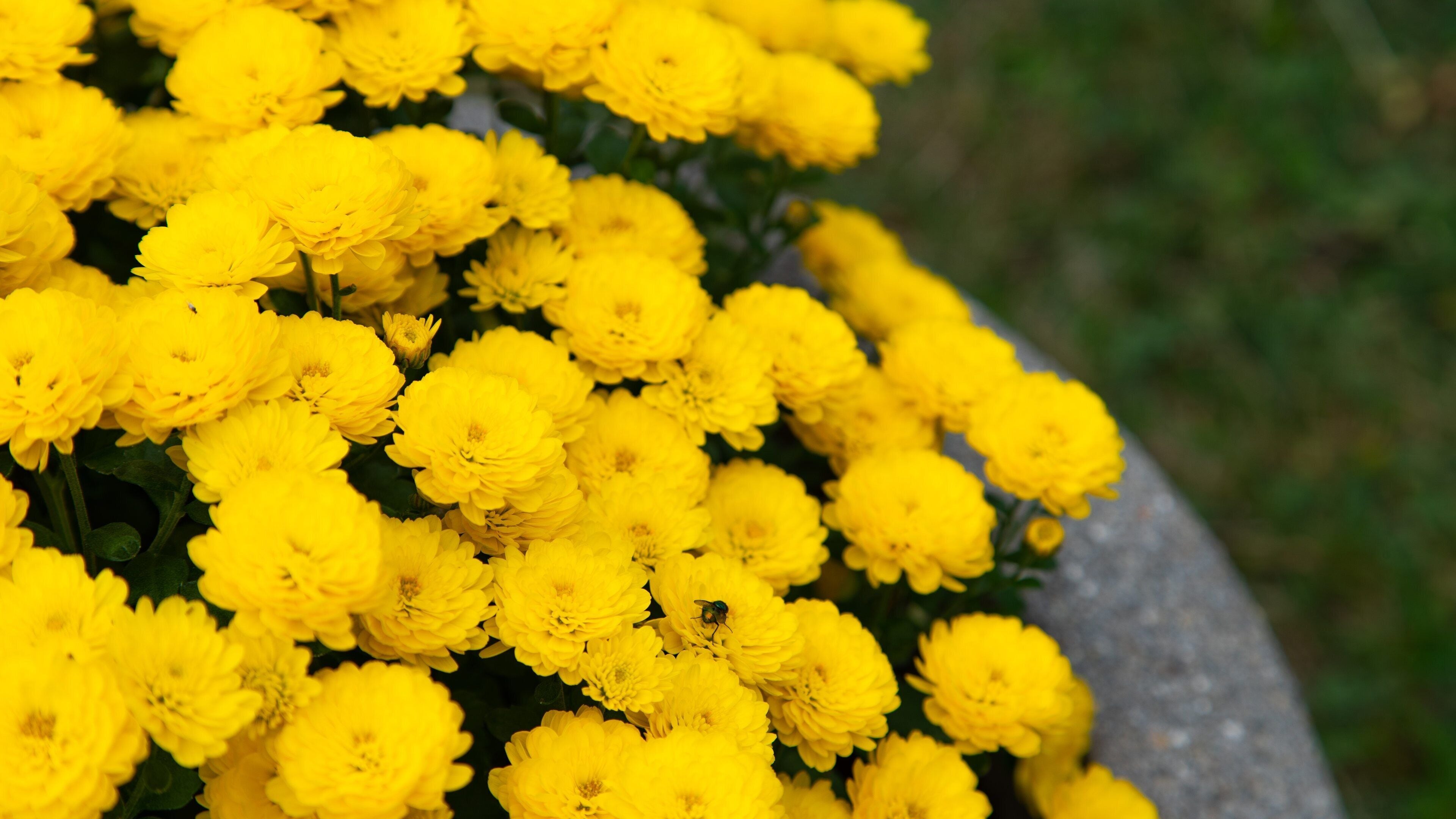 Hamilton House which includes flowers