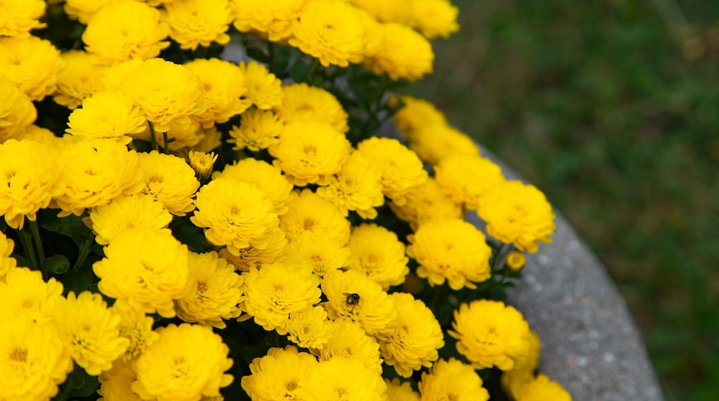 Hamilton House which includes flowers