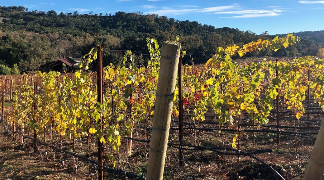 Yet another beautiful setting for a winery here in Paso Robles.