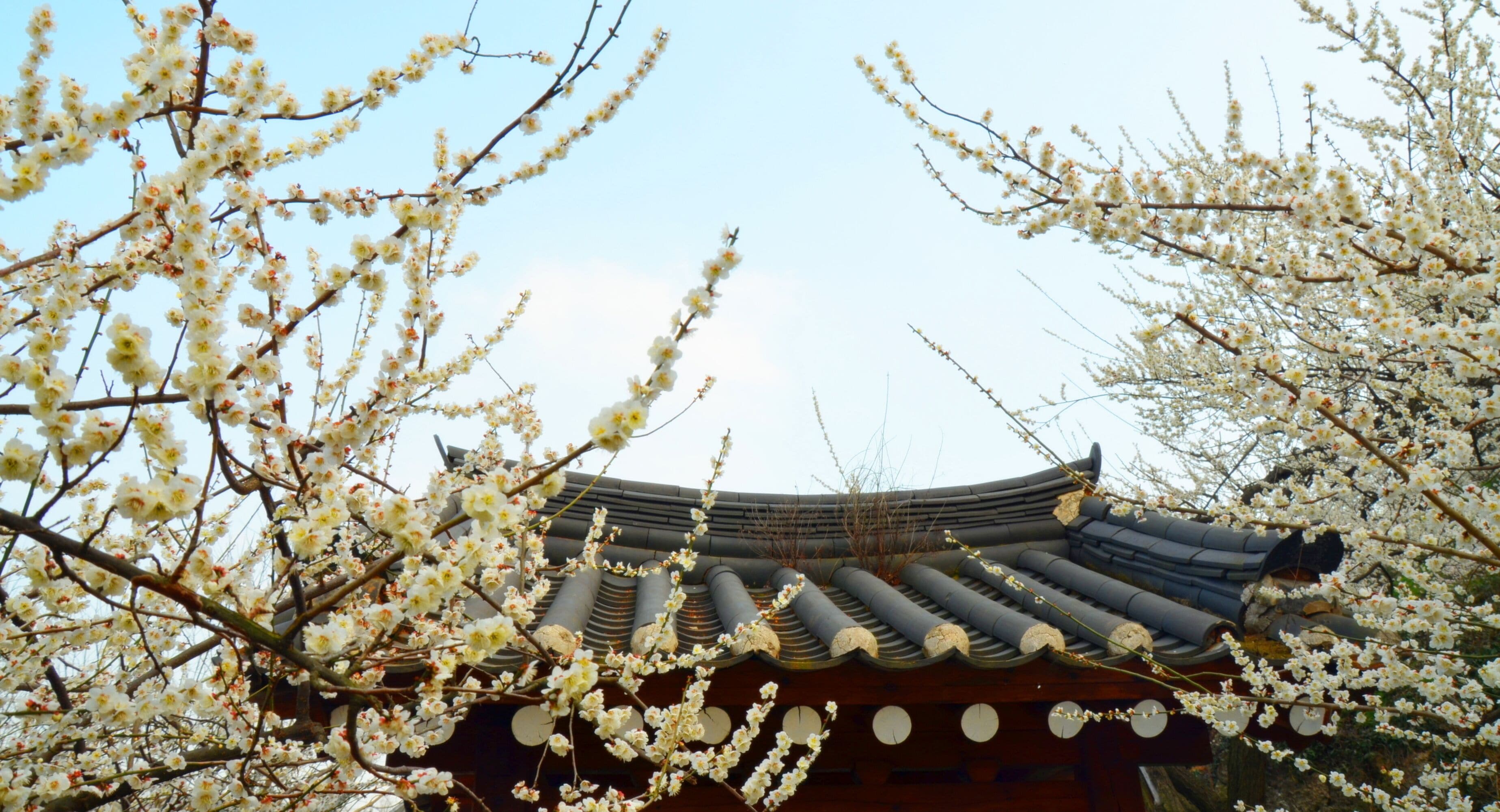 Roof of a traditional korean house (hanok) in Gwangyang, South Korea, during Maehwa flower festival. 