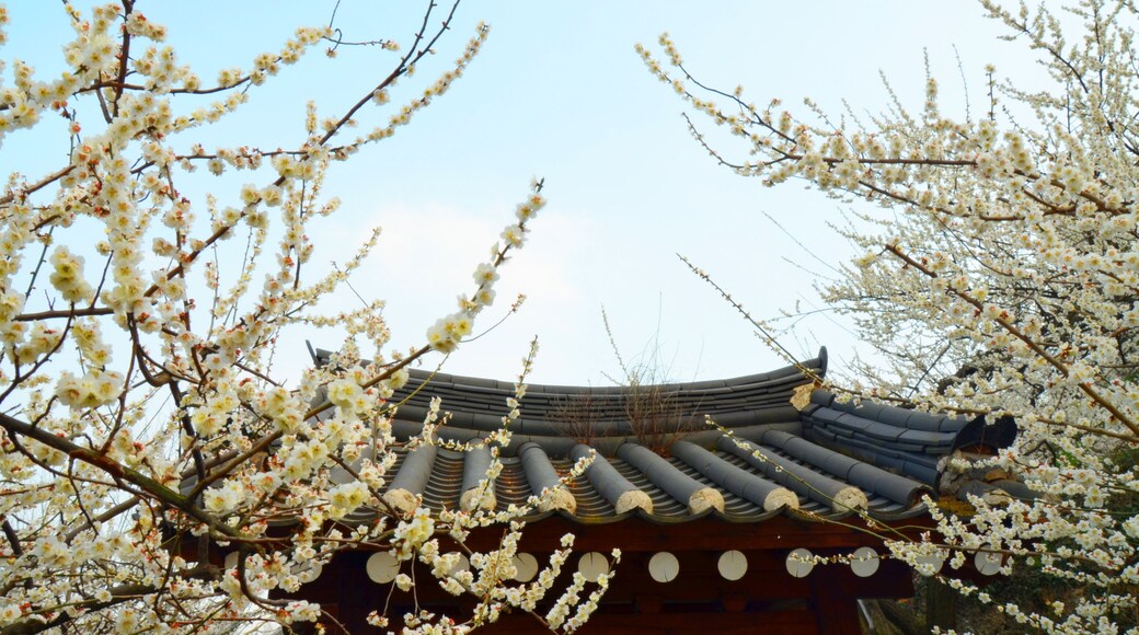 Roof of a traditional korean house (hanok) in Gwangyang, South Korea, during Maehwa flower festival.