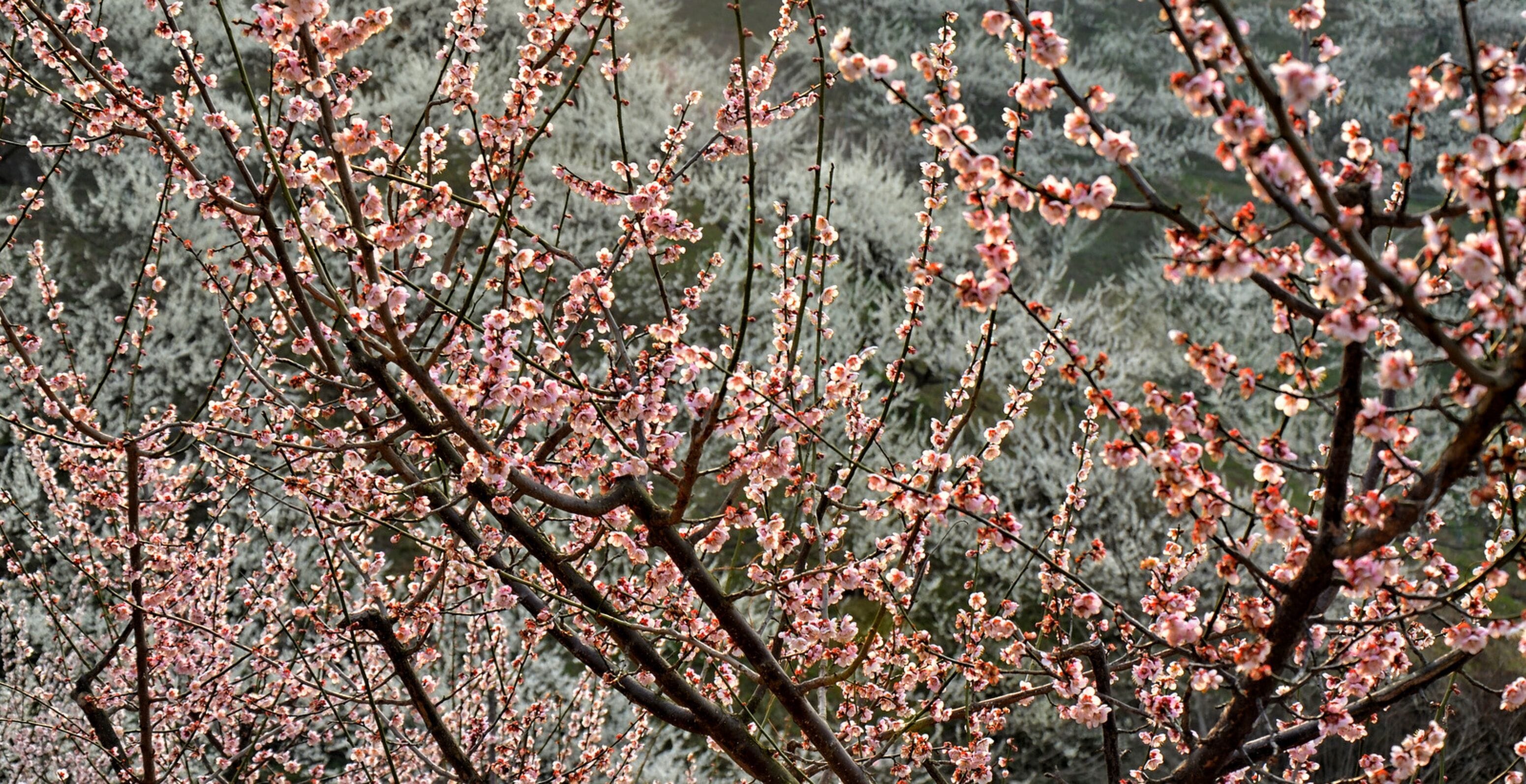 Blossom trees in Gwangyang (South Korea) during Maehwa flower festival.