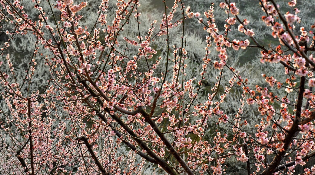 Blossom trees in Gwangyang (South Korea) during Maehwa flower festival.