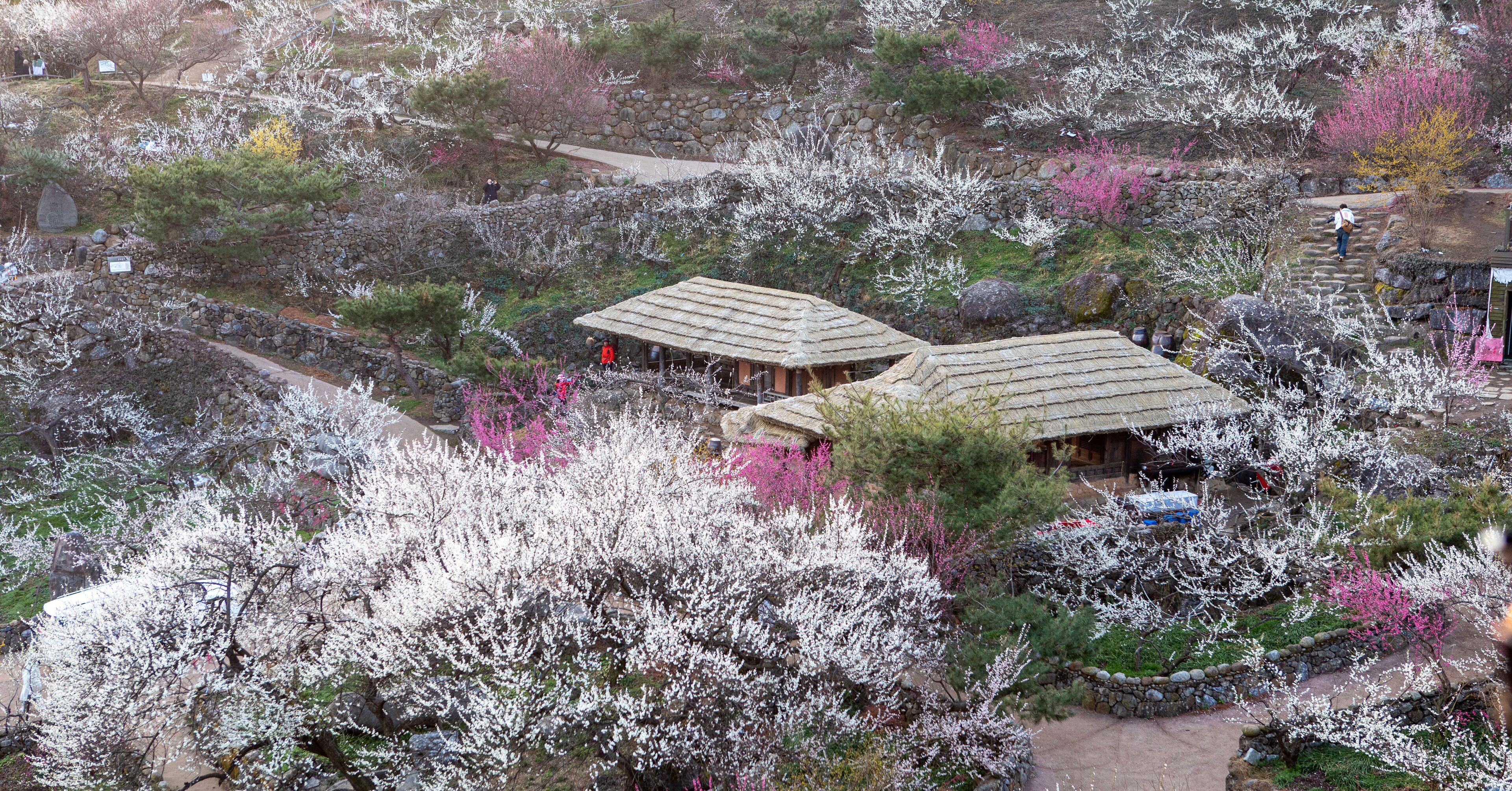 청매실 주산지 광양 매화 마을의 매화 꽃 동산
