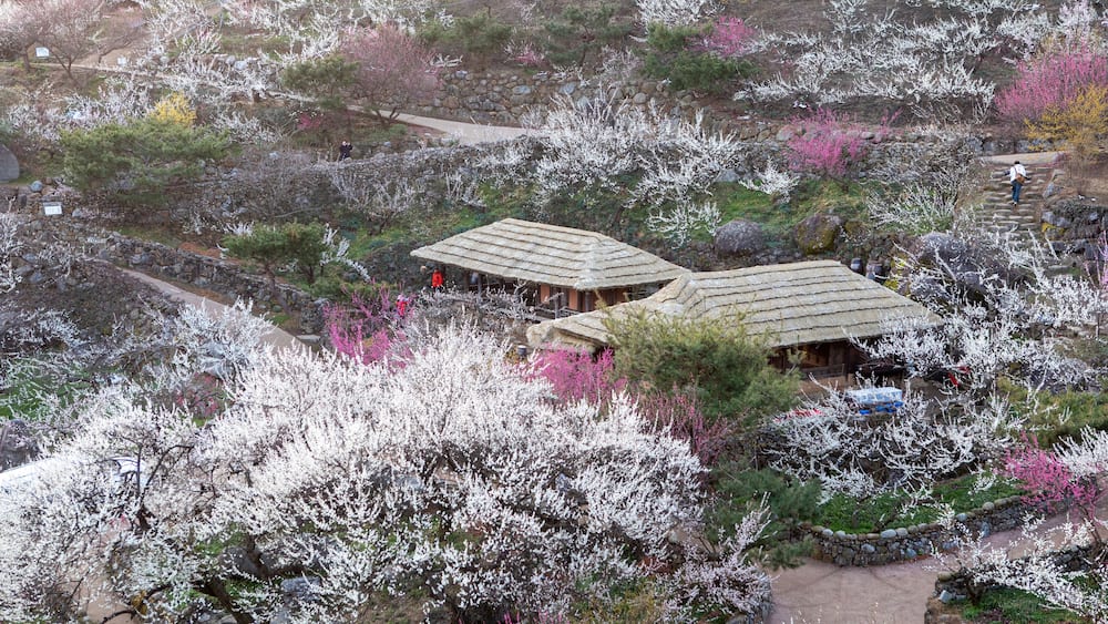 청매실 주산지 광양 매화 마을의 매화 꽃 동산