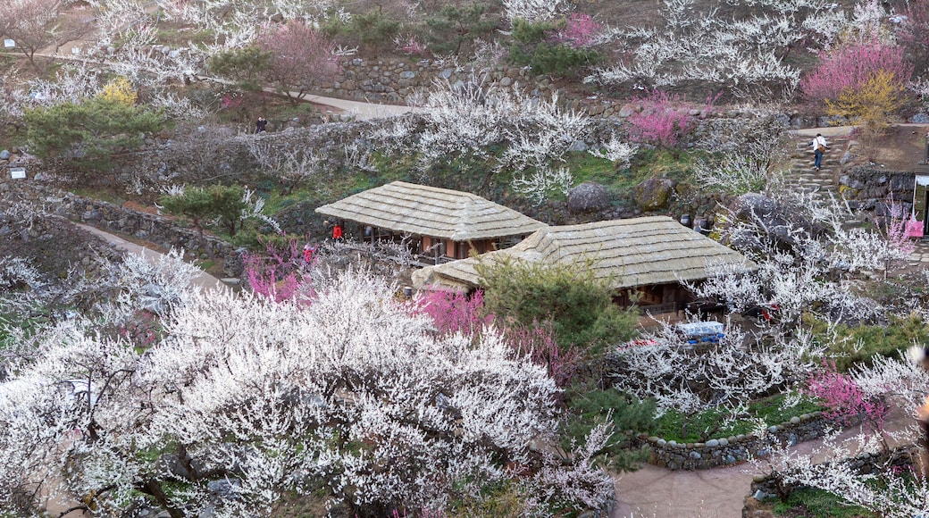 청매실 주산지 광양 매화 마을의 매화 꽃 동산