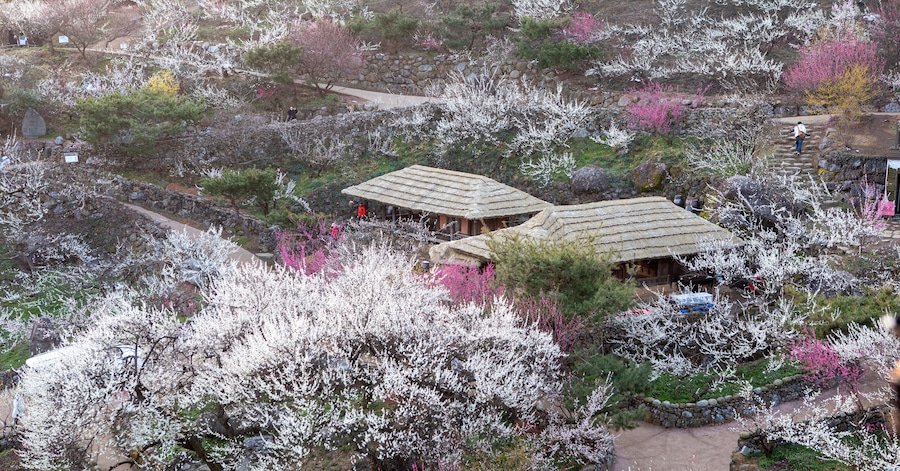 청매실 주산지 광양 매화 마을의 매화 꽃 동산