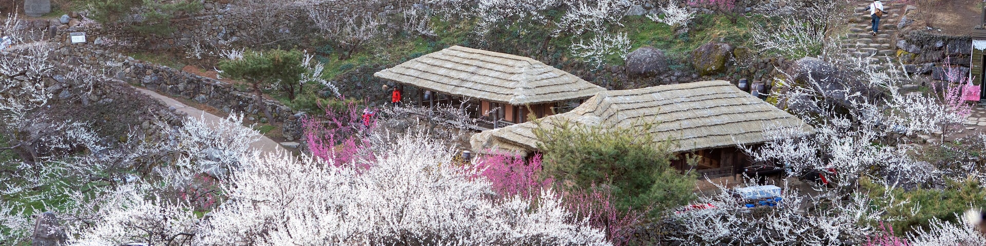 청매실 주산지 광양 매화 마을의 매화 꽃 동산