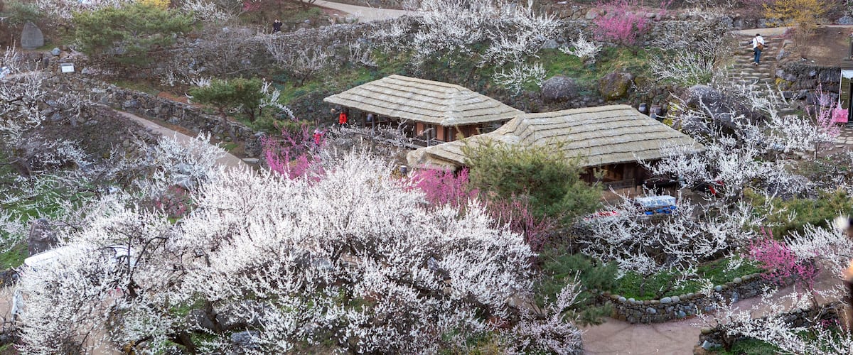 ์ฒญ๋งค์ค ์ฃผ์ฐ์ง ๊ด์ ๋งคํ ๋ง์์ ๋งคํ ๊ฝ ๋์ฐ