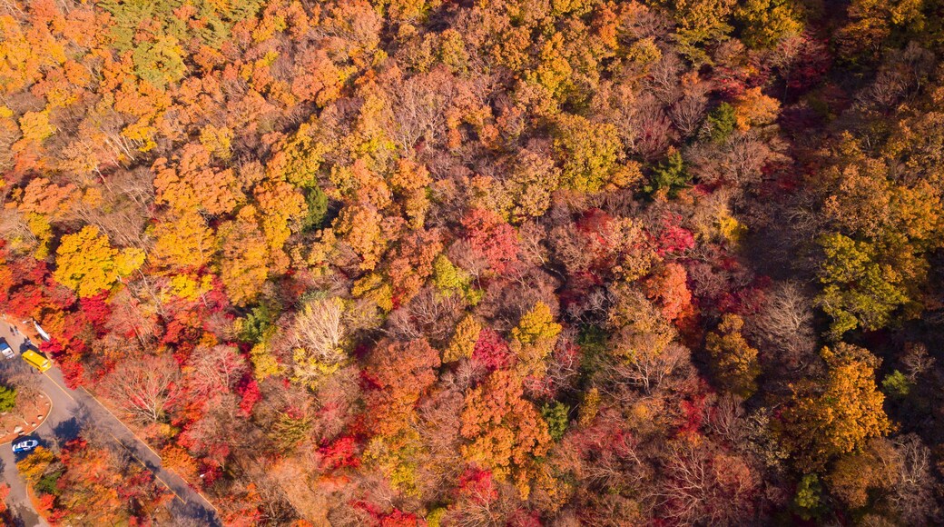 Autumn of Naejangsan National Park,South Korea.
