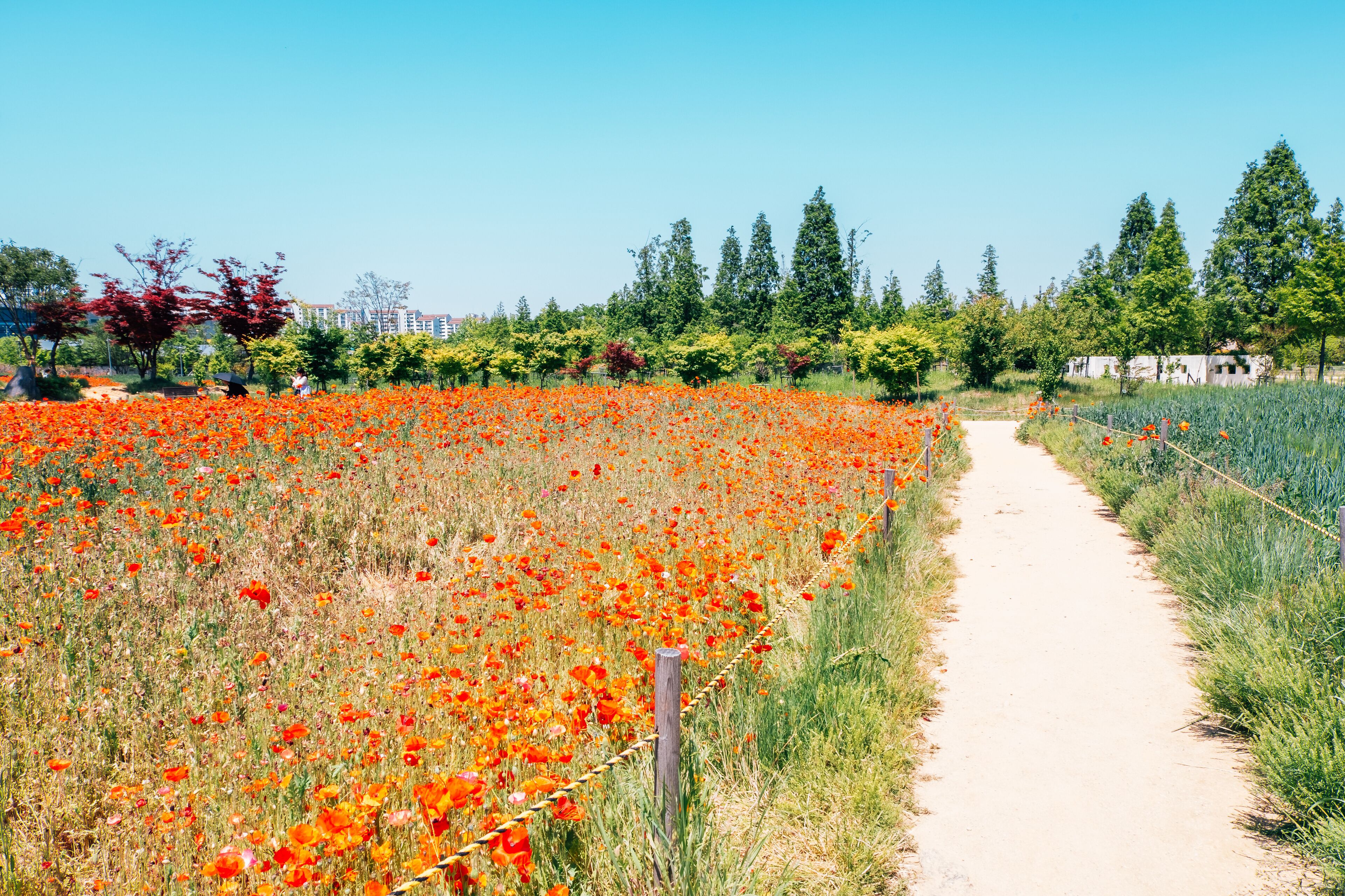 A pathway through a field of red poppies, surrounded by trees and buildings in the background.